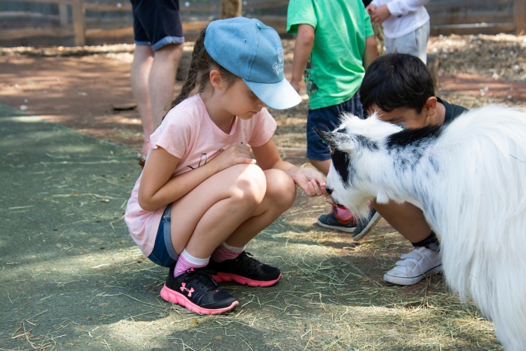 Dans la mini ferme du zoo de Londres, une enfant donne à manger à une chèvre
